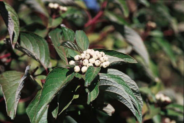 Dogwood, Red Twig