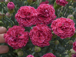 Dianthus, Fruit Punch® Raspberry Ruffles