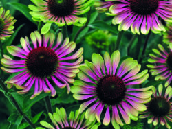 Coneflower, Green Twister