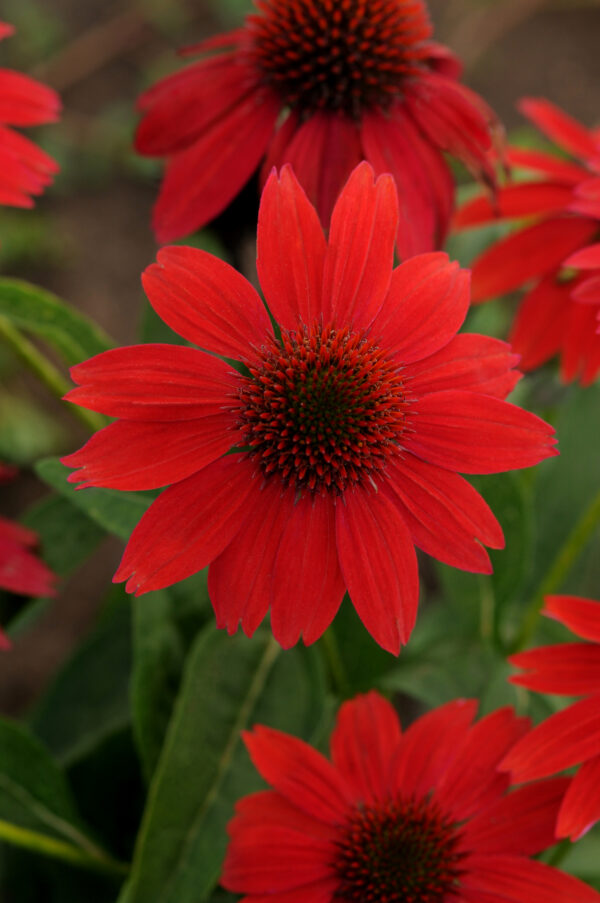 Coneflower, Sombrero® Salsa Red