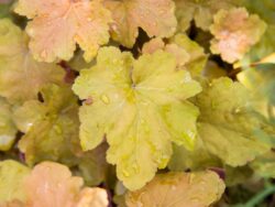 Coral Bells, Caramel