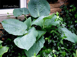 Hosta, Powder Blue