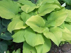 Hosta, Blaze of Glory (Gold Foliage)
