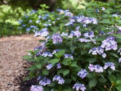 Hydrangea, Endless Summer® Twist-n-Shout®