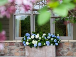 Hydrangea, Endless Summer®