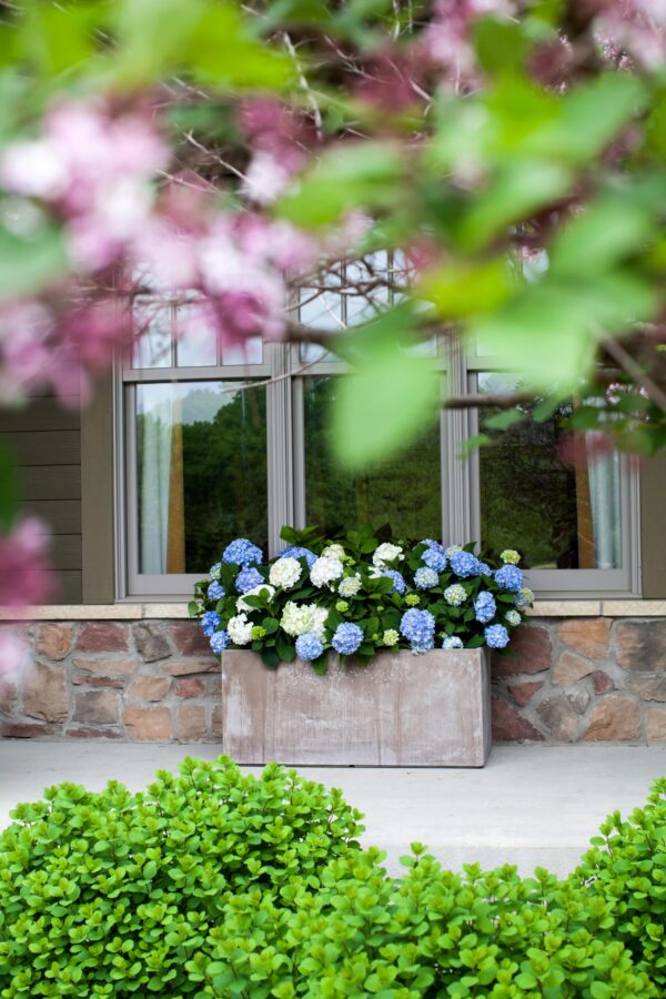 Hydrangea, Endless Summer®