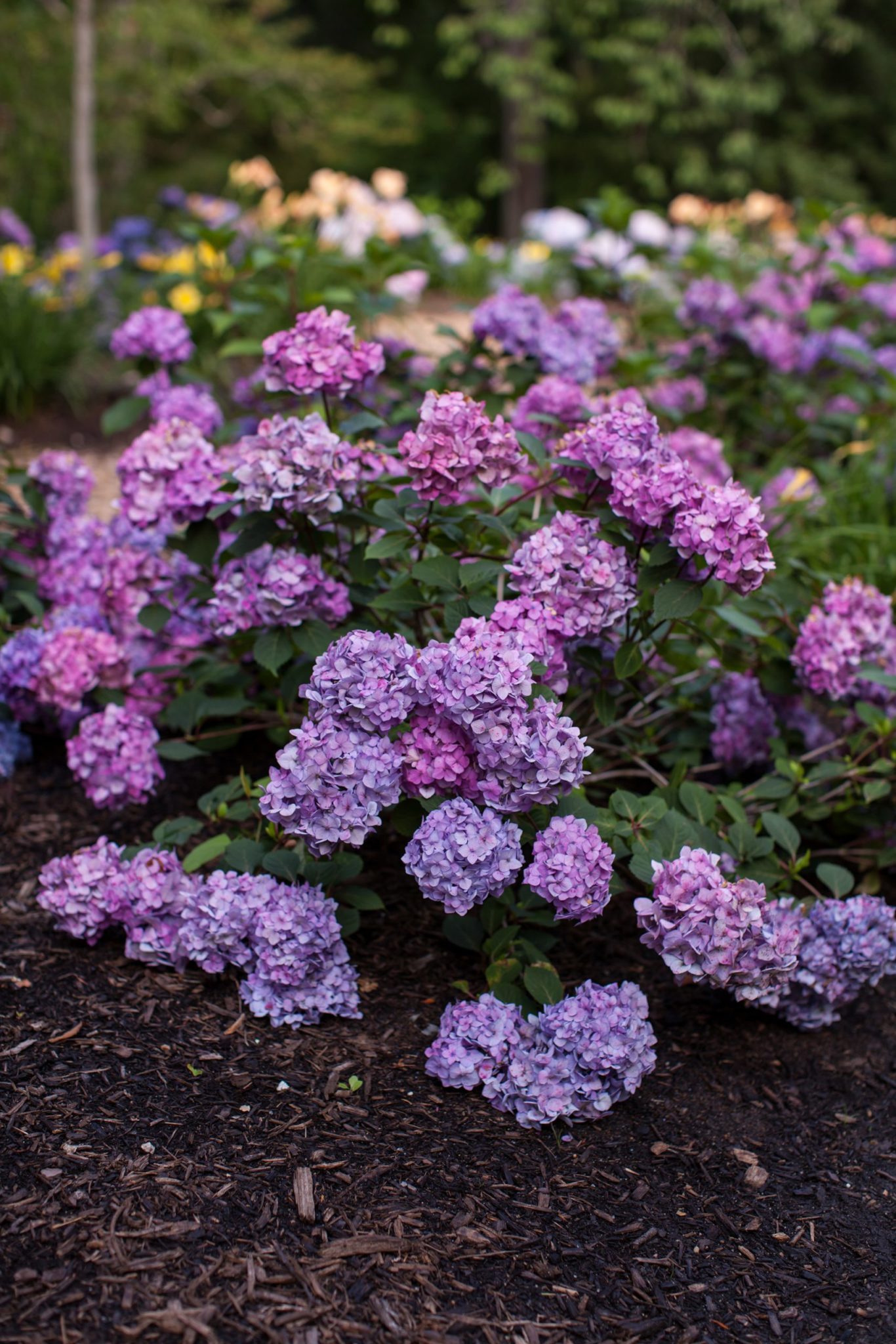 Hydrangea, Endless Summer® BloomStruck® - A+ Garden Center | Duluth ...