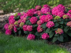 Hydrangea, Endless Summer® Summer Crush®