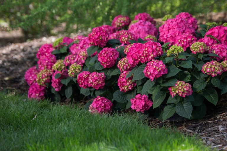 Hydrangea, Endless Summer® Summer Crush® - A+ Garden Center | Duluth ...