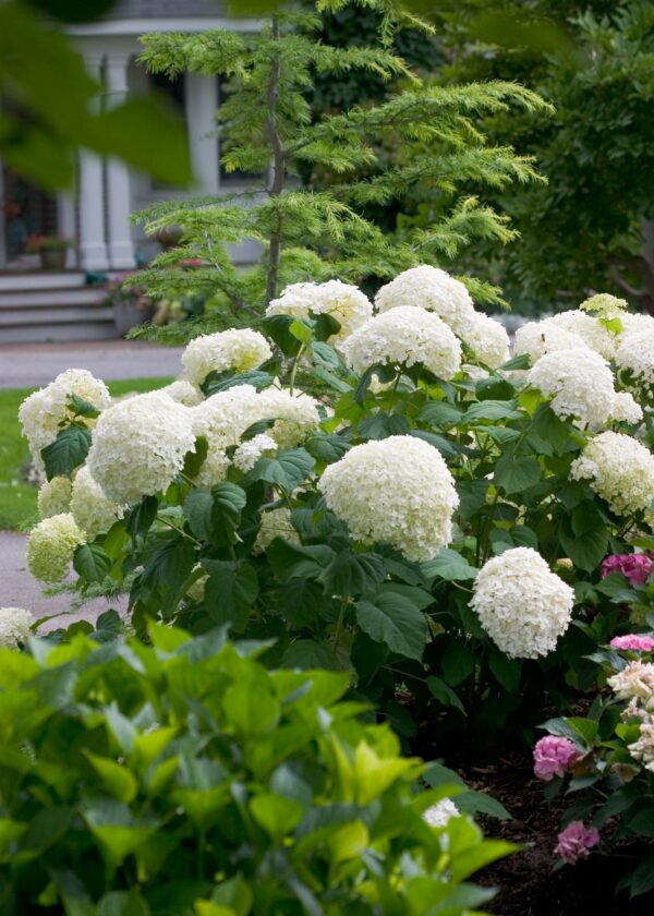 Hydrangea, Invincibelle Limetta®