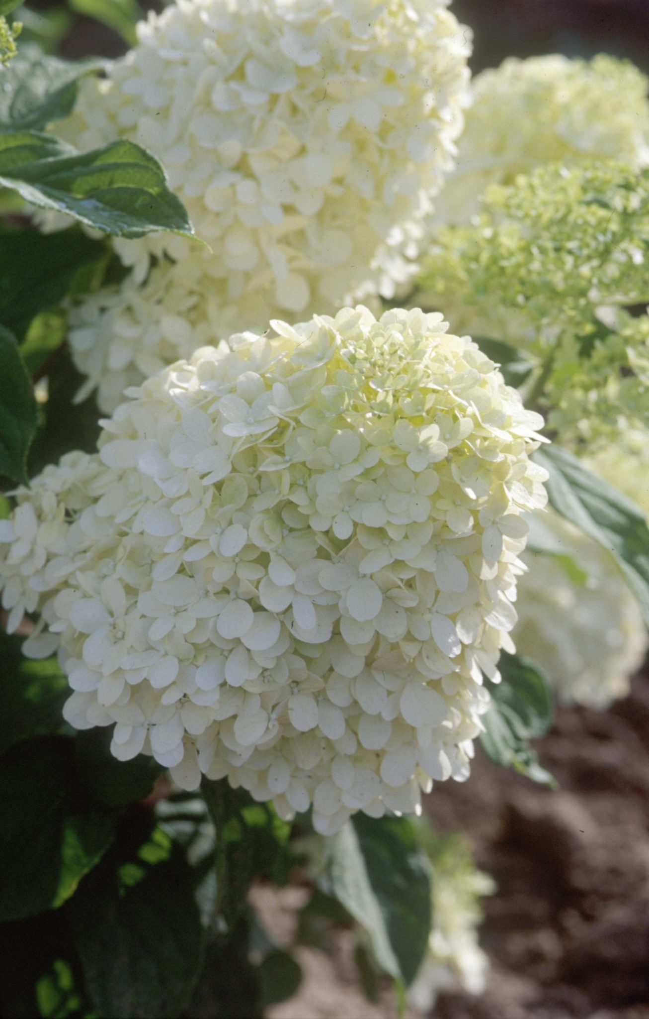 Hydrangea, Limelight - A+ Garden Center 