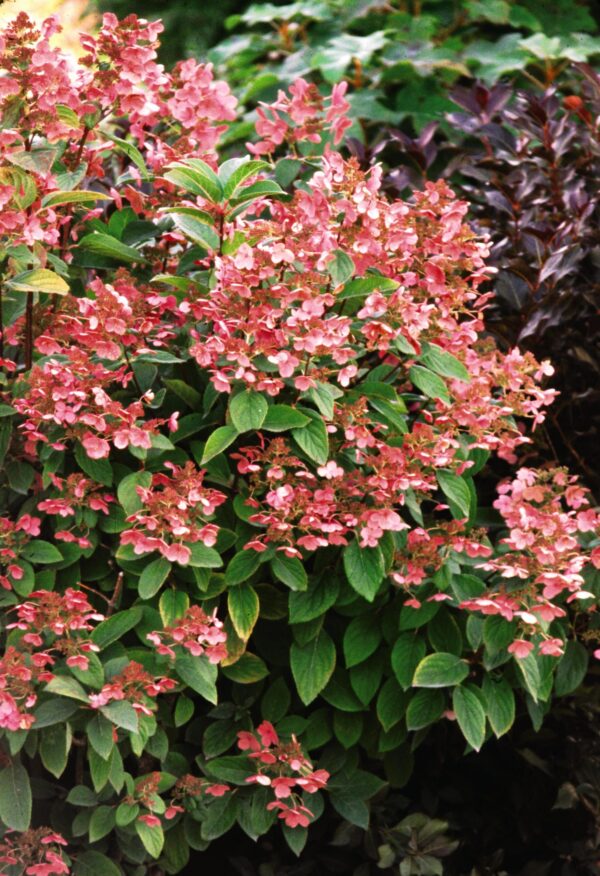 Hydrangea, Quick Fire®