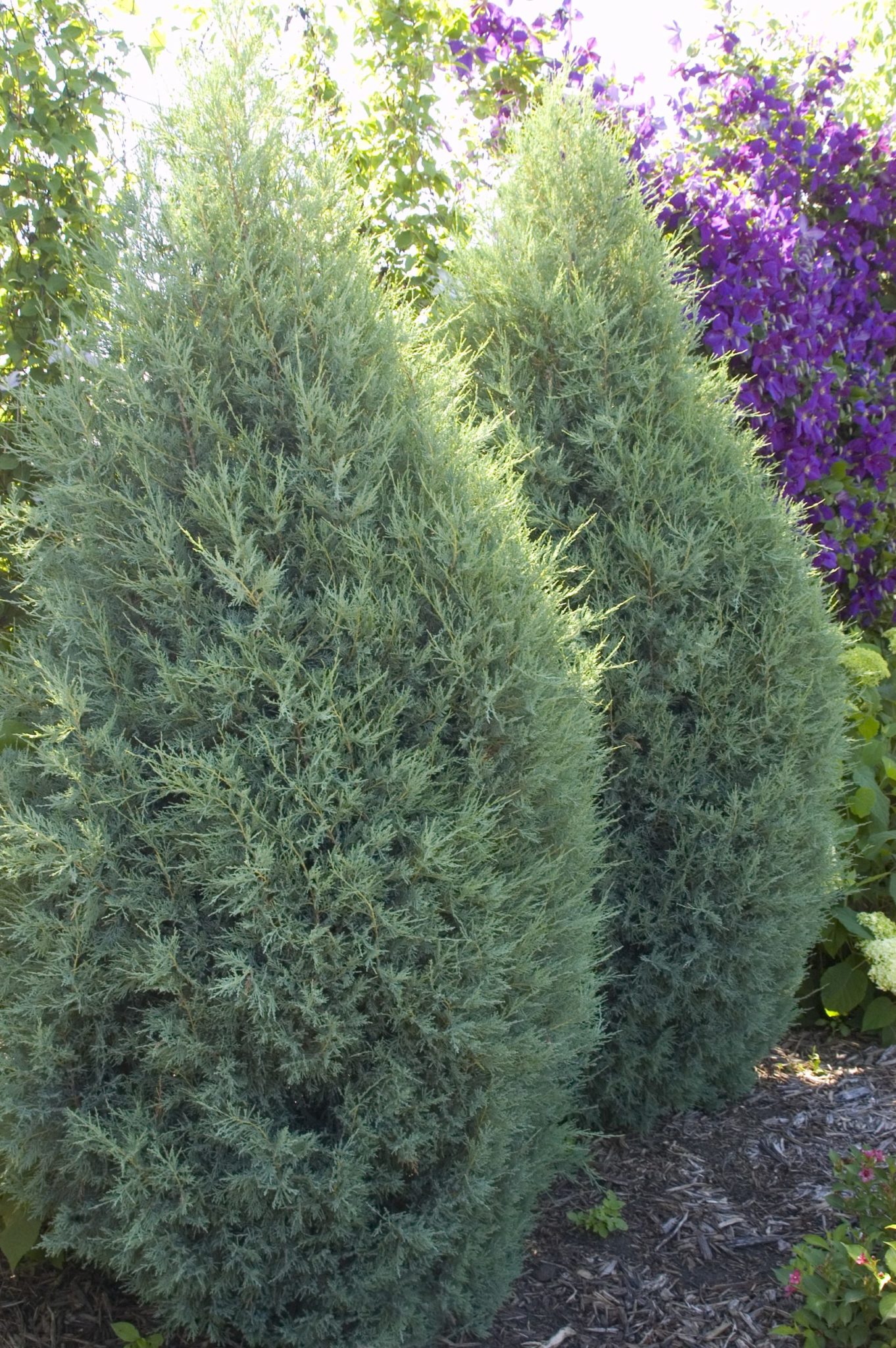 Juniper, Medora - A+ Garden Center | Duluth, Minnesota | Plants, Trees ...