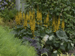 Ligularia, Bottle Rocket