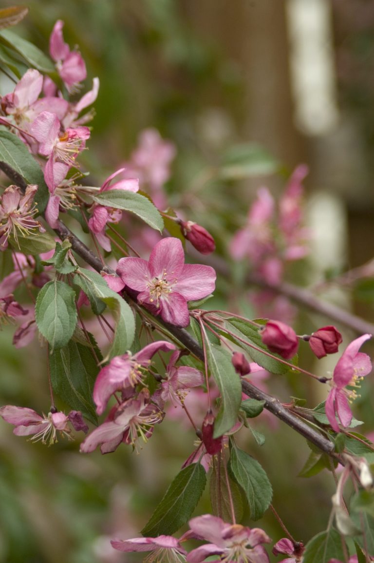 beverly crabapple