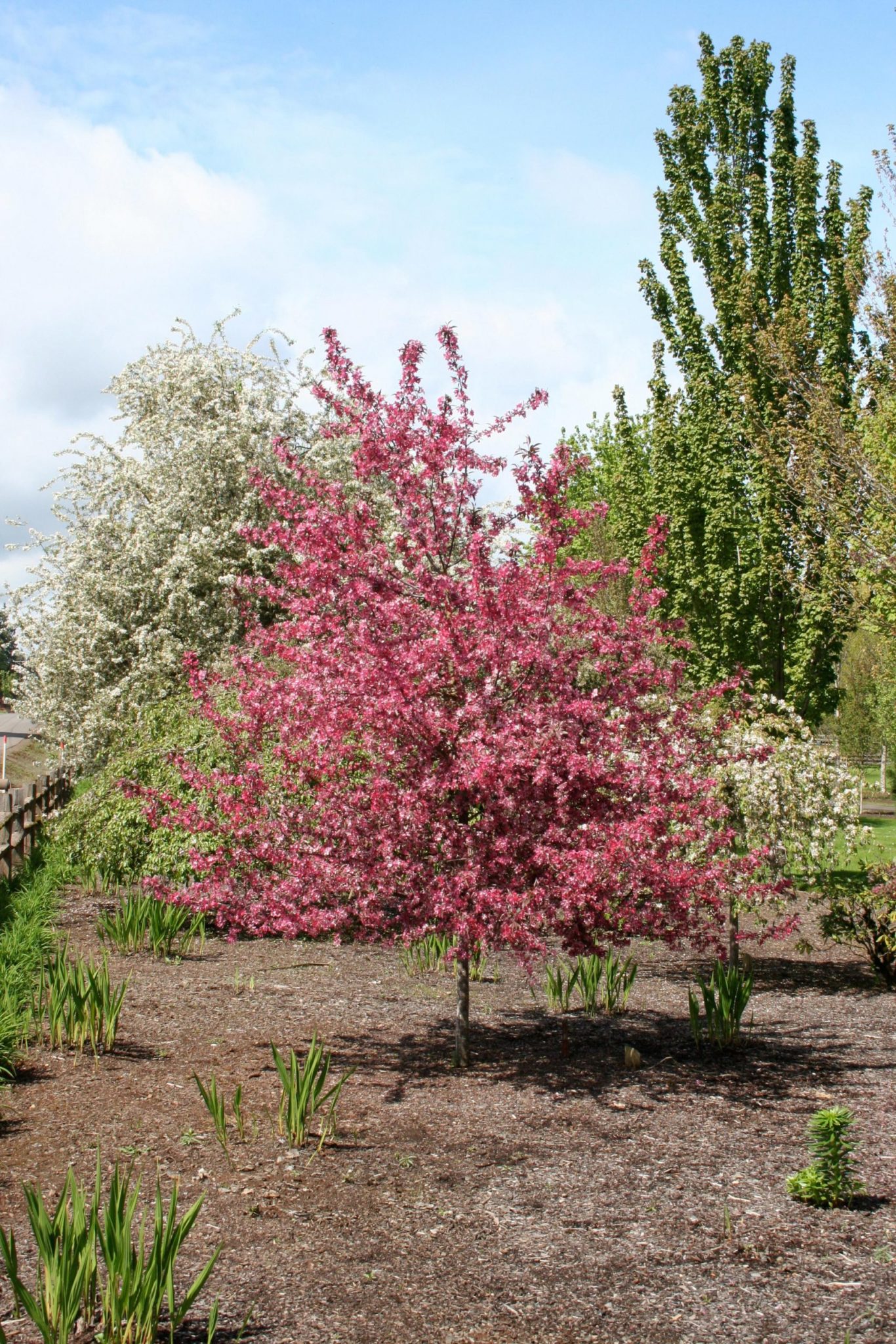 Mature Royal Raindrops Crabapple Tree