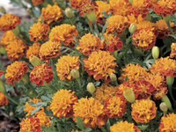 Marigold, Dwarf Bi-Color