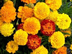 Marigold, Dwarf Mix