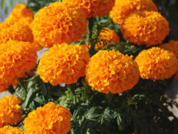 Marigold, Dwarf Orange
