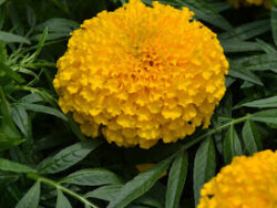 Marigold, Large Bloom Gold