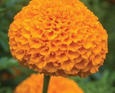 Marigold, Large Bloom Orange