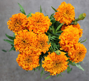 Marigold, Medium Orange - A+ Garden Center | Duluth, Minnesota | Plants ...