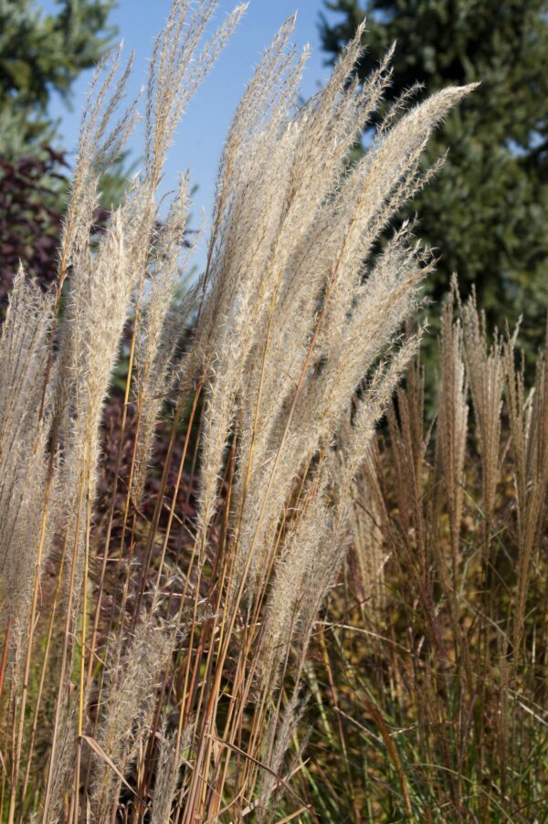 Grass, Flame