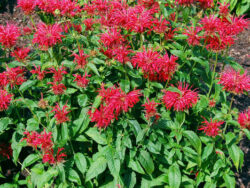 Bee Balm, Fire Marshall