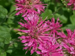 Bee Balm, Grand Marshall