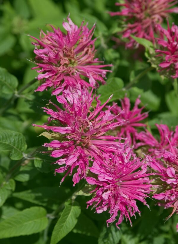 Bee Balm, Grand Marshall
