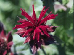 Bee Balm, Raspberry Wine