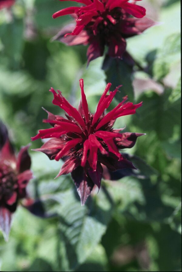 Bee Balm, Raspberry Wine
