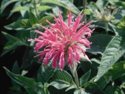 Bee Balm, Coral Reef