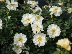 Rose, Easy Elegance® Oscar Peterson