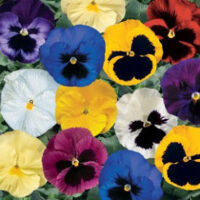 Pansy_Delta_Premium_Blotch_Mix_Bloom_14044.jpg