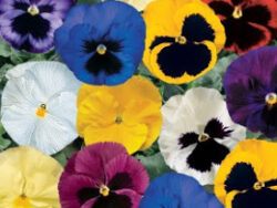 Pansy, Delta Blotch Mix