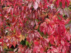 Ivy, Engelmann Ivy or Virginia Creeper