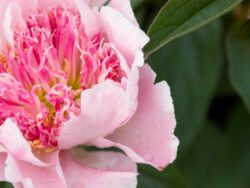 Peony, Do Tell