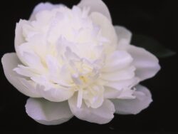 Peony, Duchesse de Nemours