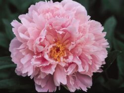 Peony, Sarah Bernhardt