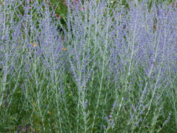 Russian Sage, Little Spire