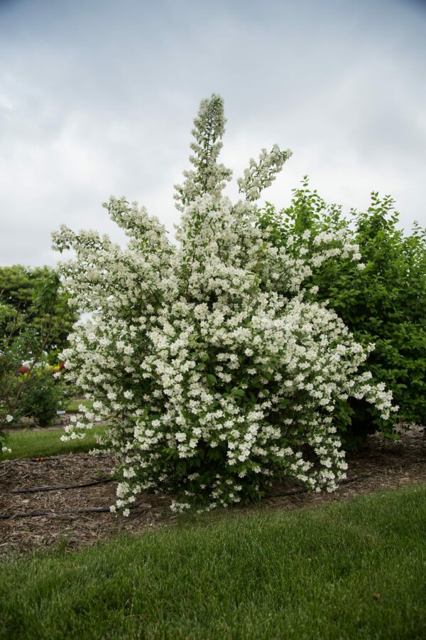 Mock Orange, Blizzard