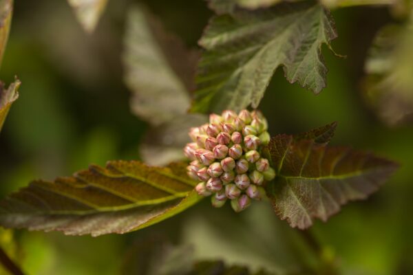 Ninebark, First Editions® Amber Jubilee