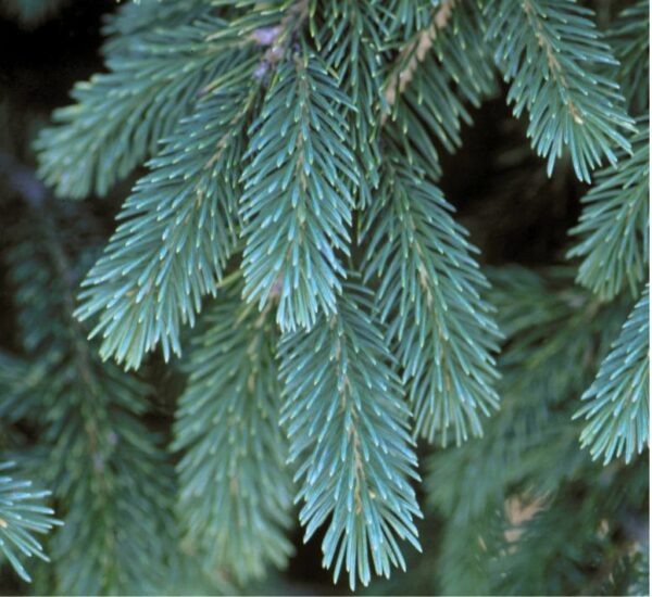 Spruce, Black Hills