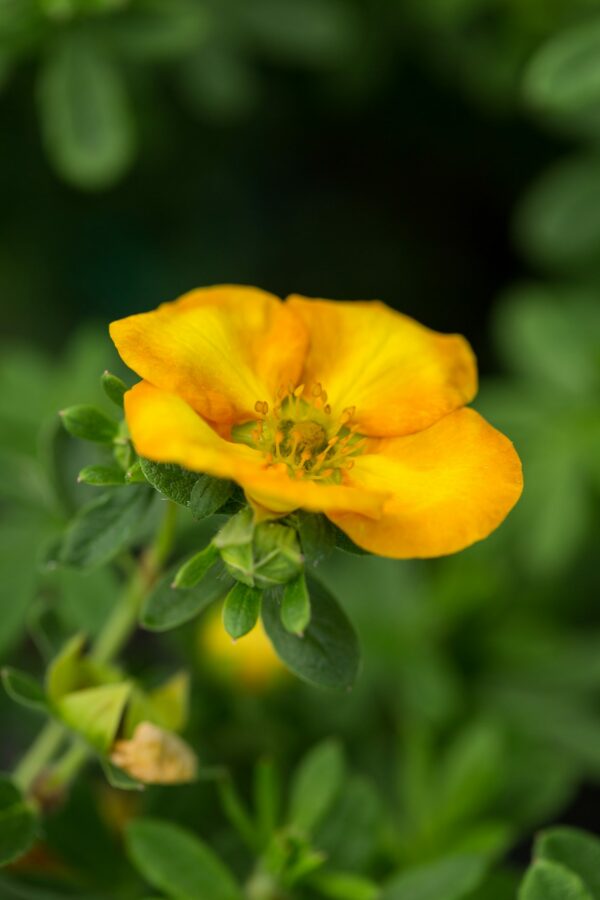 Potentilla, First Editions® Mandarin Tango
