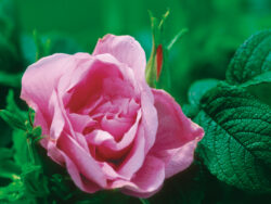 Rose, Purple Pavement