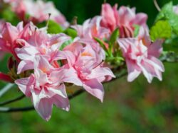 Rhododendron, First Editions® Electric Lights Double Pink