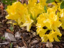 Rhododendron, Lemon Lights Azalea