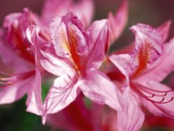 Rhododendron, Mandarin Lights Azalea