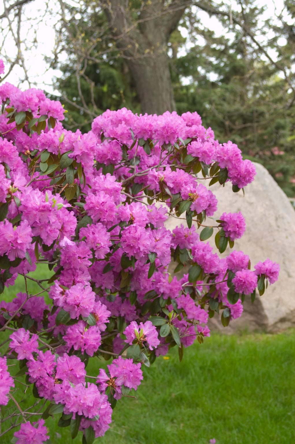 Rhododendron, P.J.M. Group A+ Garden Center Duluth, Minnesota Plants, Trees, Shrubs Rhododendron, P.J.M. Group A+ Garden Center Duluth, Minnesota Plants, Trees, Shrubs